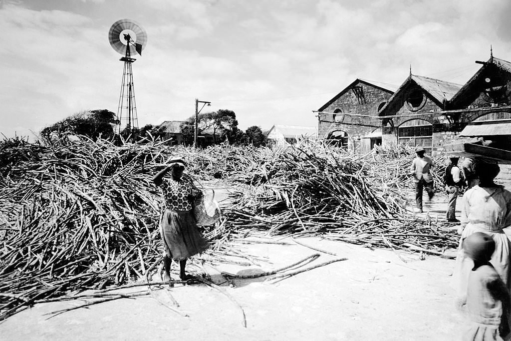 A sugar mill with piles of sugar cane brought in from the fields to be crushed near Bridgetown, Barbados, 1910.