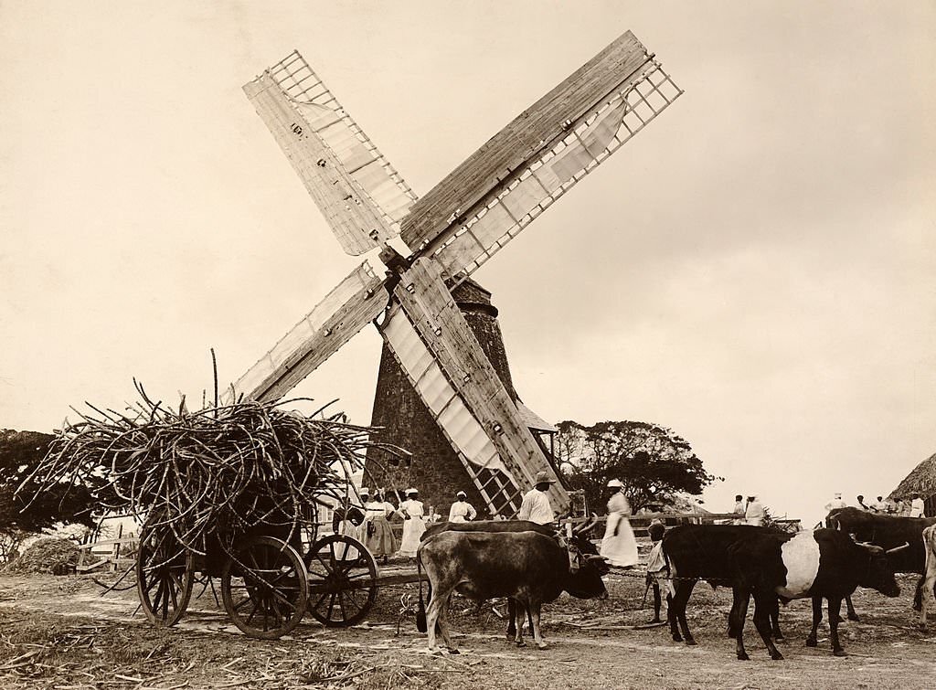A windmill which grinds the cane on a sugar plantation in Barbados, West Indies, 1890.