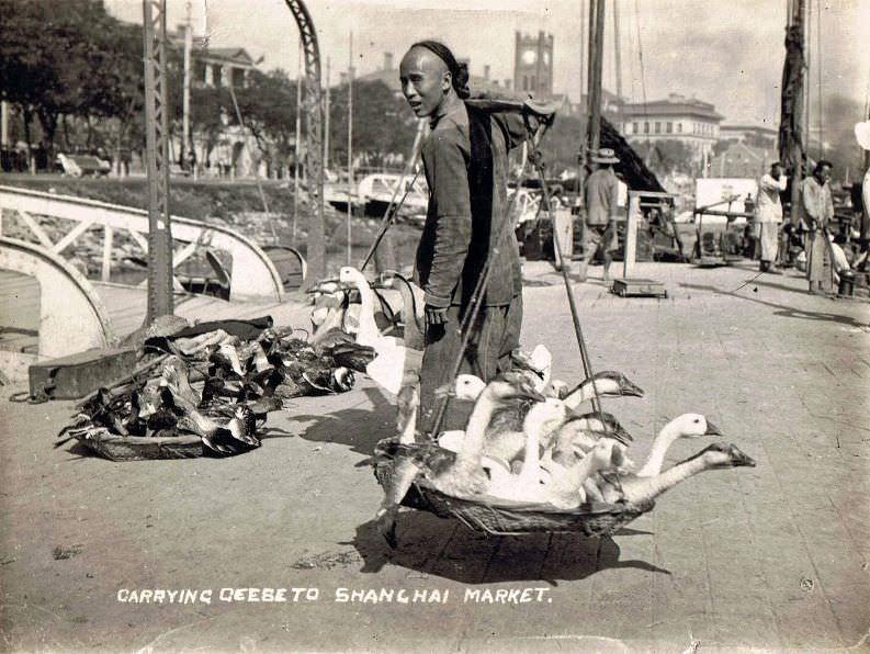 Carrying geese to Shanghai Market