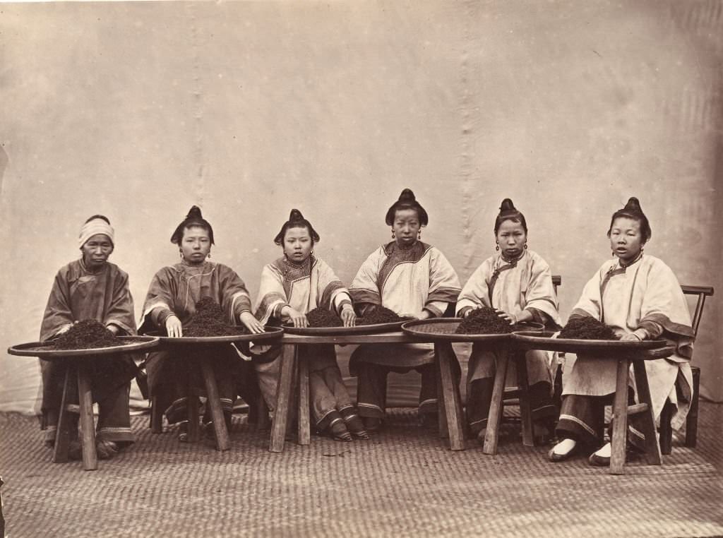 Culling Tea, 1869