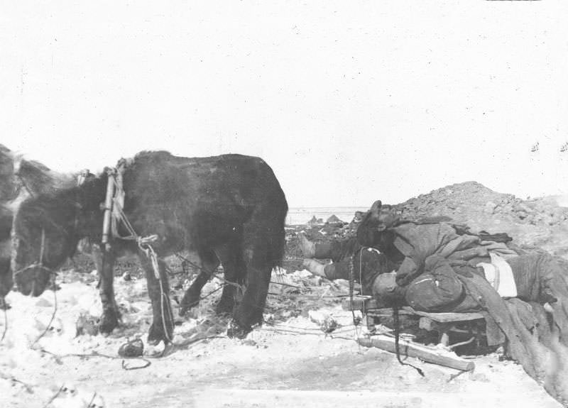 Removal of bodies to cremation pit, Harbin