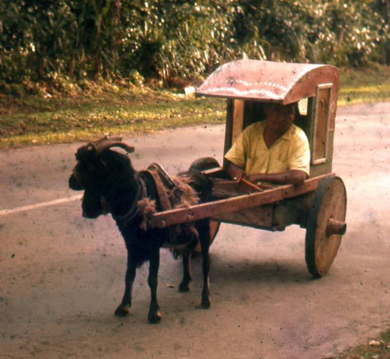 Goat cart on street in Nicaragua