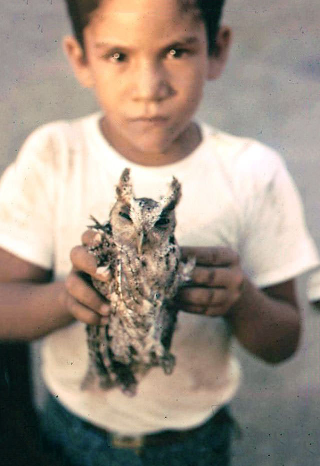 Little boy and little owl