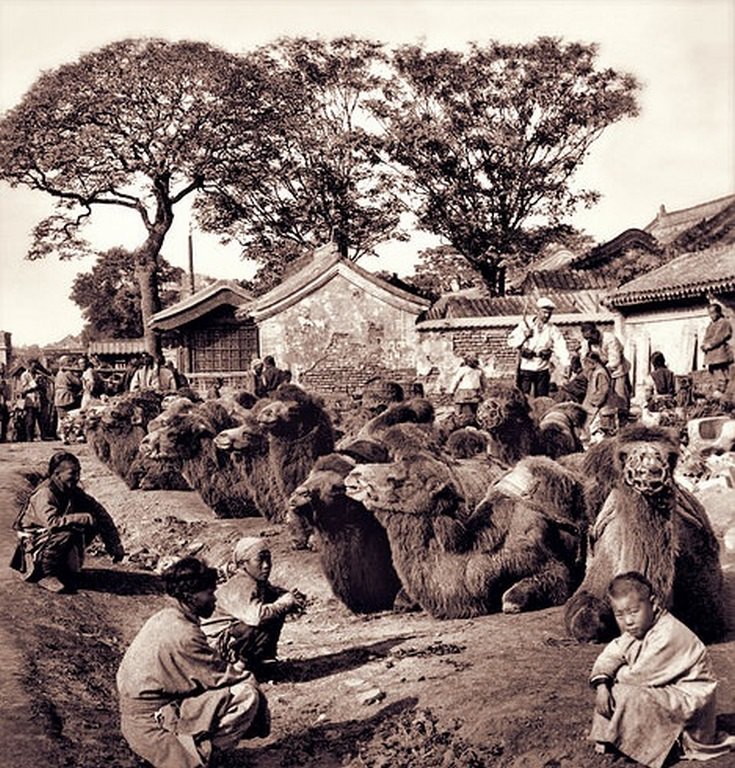 China's Common Carrier, Her Substitute For Railways, A Camel Square In Peking, China, 1901