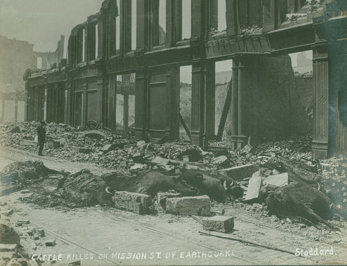 Cattle Killed On Mission Street By Earthquake.