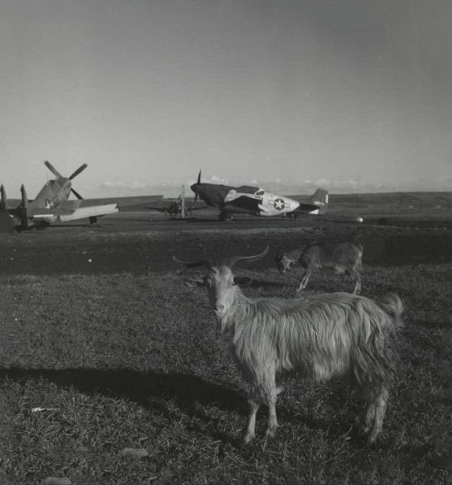 Goats on runway