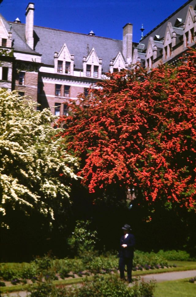 Victoria. Red and white May trees, Empress Hotel Gardens, 1947