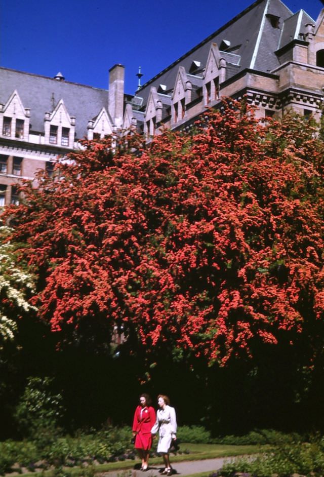 Victoria. Red and white May trees, Empress Hotel Gardens, 1947