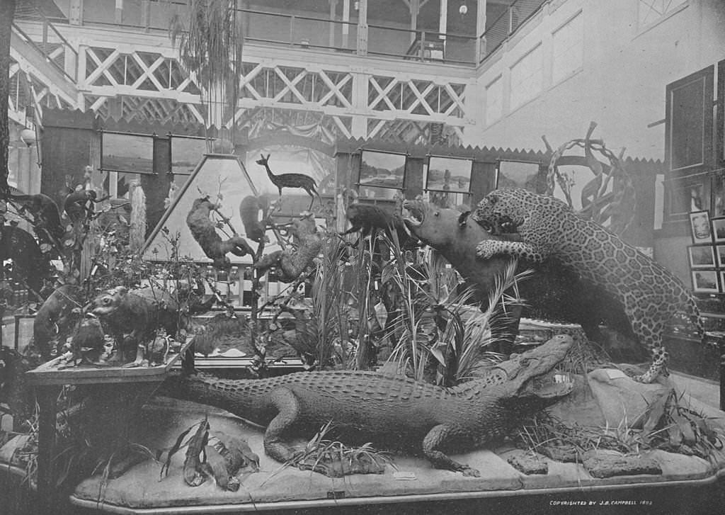 The display of animals native to British Guiana in an exhibit at the Agricultural Building at the World's Columbian Exposition in Chicago, 1893.