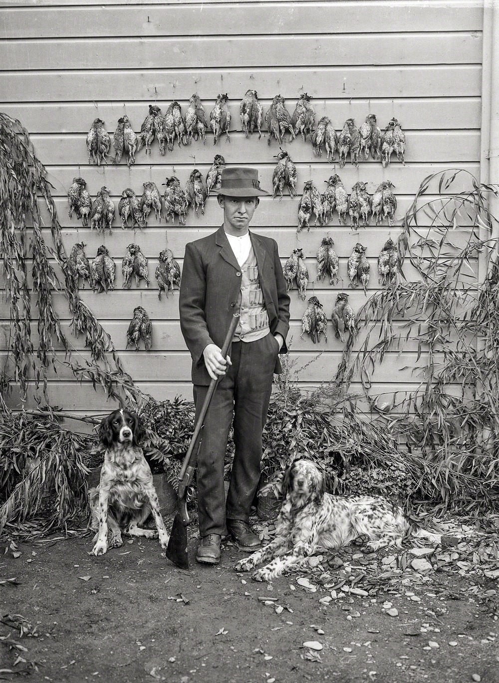 Hunter with quail, New Zealand, 1920