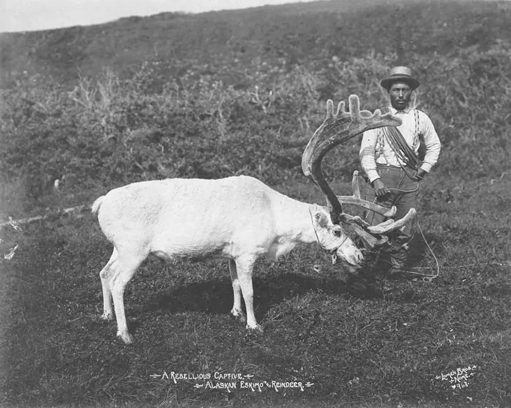 Eskimo and captured reindeer.