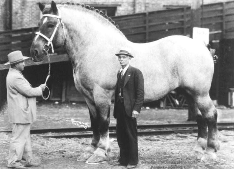 One of the largest horses in history, Brooklyn Supreme stood 6'6" and weighed in at 3,200 pounds during the 1930s.
