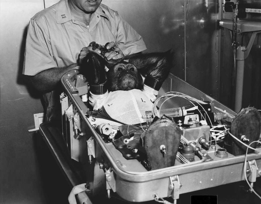 Enos the chimpanzee lies in his fight couch before being inserted into NASA's Mercury-Atlas 5 space capsule, in which he would become the first primate to orbit the Earth on November 29, 1961.