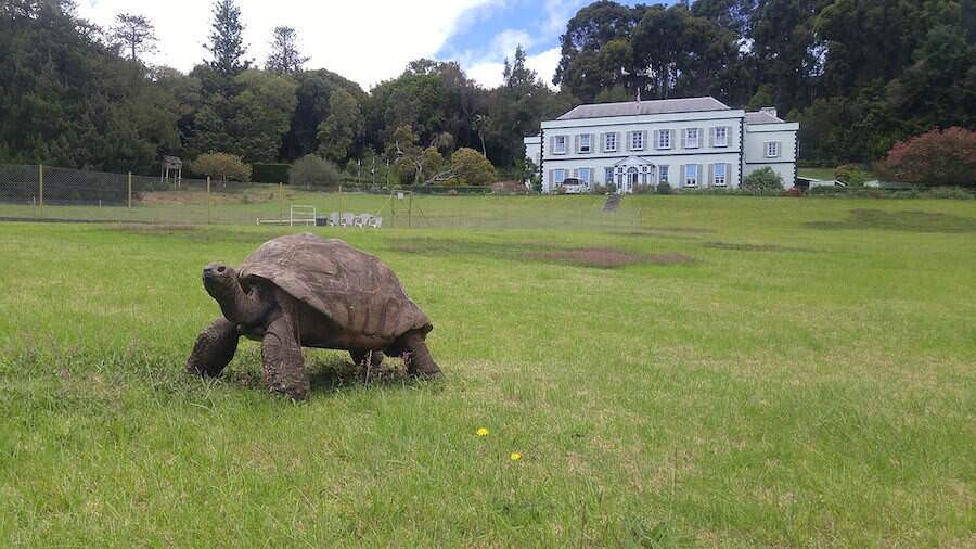 Jonathan the tortoise in Saint Helena in March 2020.