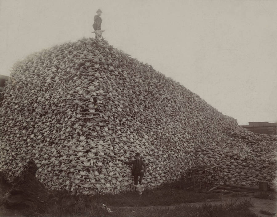 A pile of American bison skulls sits at an unspecified location, waiting to be ground down into fertilizer, circa mid-1870s.