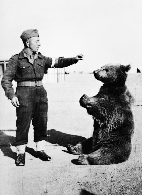 Wojtek — the Syrian bear that the Polish II Corps had officially enlisted into their ranks