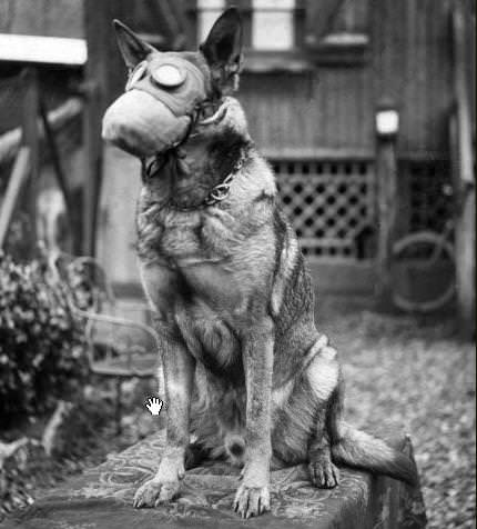 A French Red Cross dog wears a gas mask, 1917.