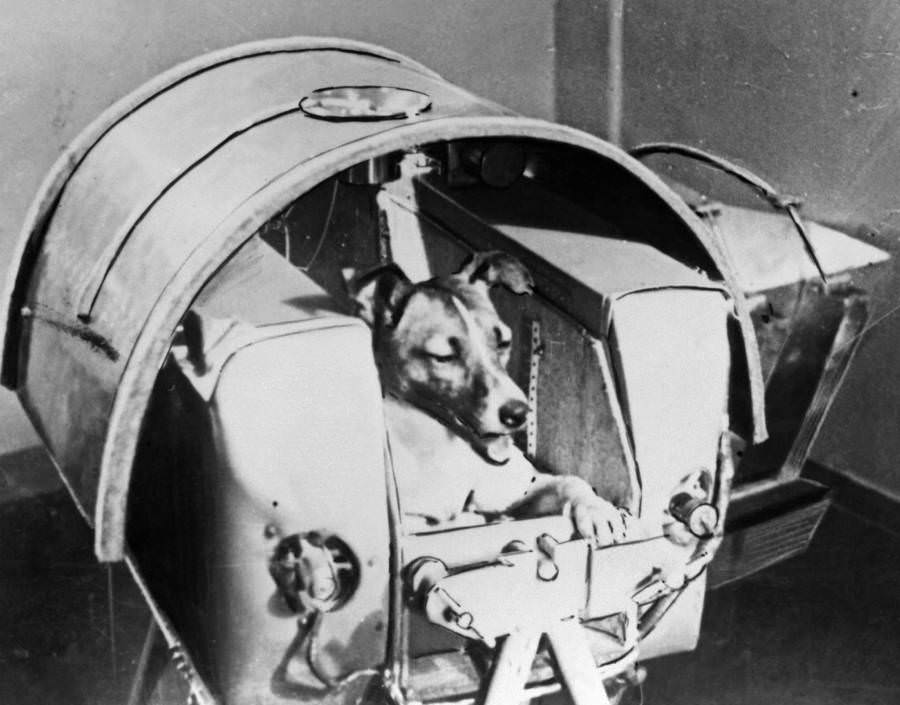 A dog named Laika, the first living creature ever sent into space, sits aboard the Soviet Sputnik II spacecraft, launched from Kazakhstan on November 3, 1957.