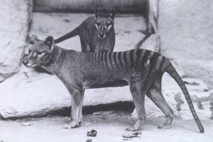 A pair of thylacines stand in their enclosure at the National Zoo in Washington, D.C., circa 1904.