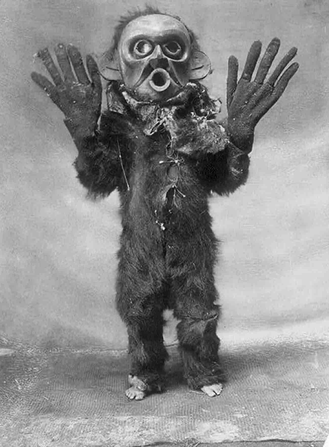 Koskimo person wearing full-body fur garment, oversized gloves and mask of Hami (“dangerous thing”) during the numhlim ceremony.