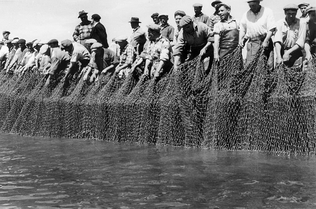 A line of men prepare to haul in the tunny net, and when the fish are brought to the surface they are hooked and and gaffed.
