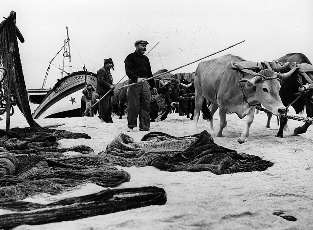 Fishermen driving their oxen forward to pull their fishing boats out of the water, in the town of Nazare 85 miles north of Lisbon.