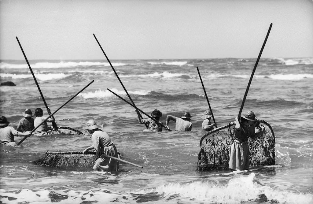 Collecting Algae To Make Manure, 1950s