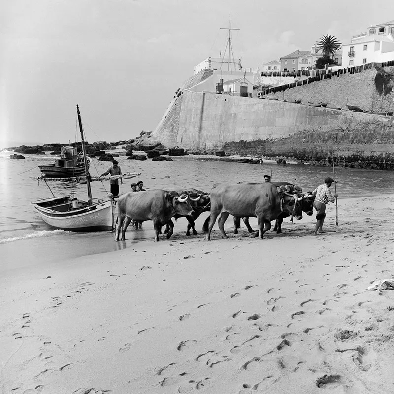 The Lost Fishing Culture of the 1950s Portugal Through Fascinating Historical Photos