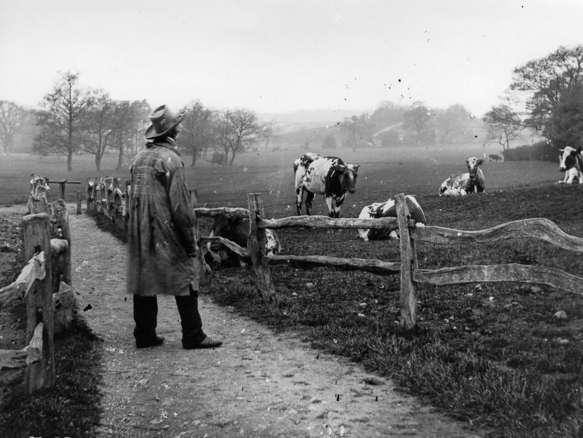 Cows Grazing