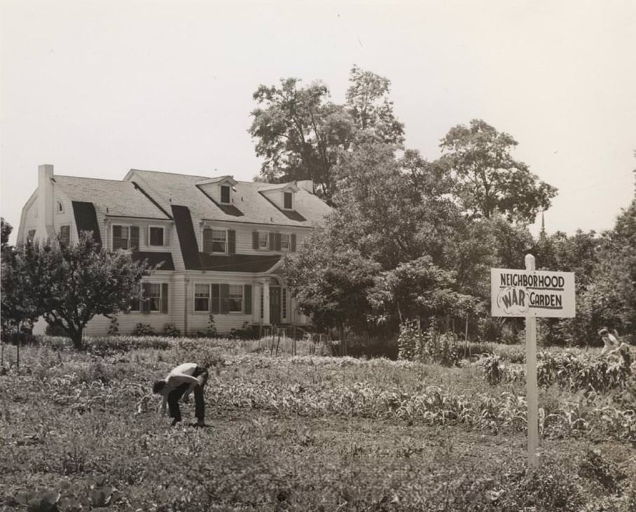 Polhemus house and Neighborhood War Garden, 1940s