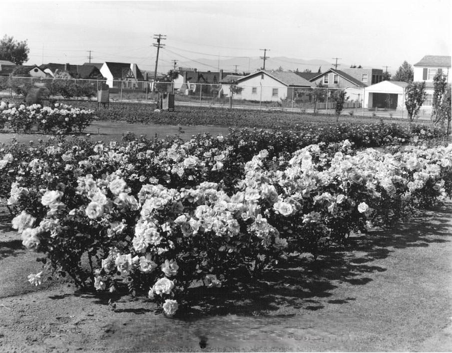 View of houses behind Municipal Rose Garden, San Jose, 1937