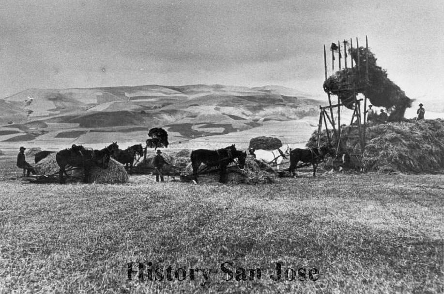 Agricultural scene in Gilroy, 1890