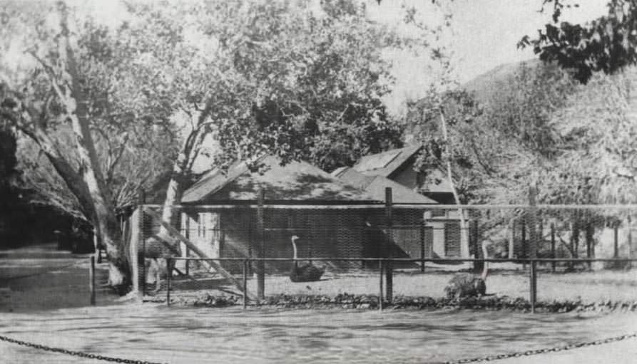 Ostriches in Alum Rock Park, 1919