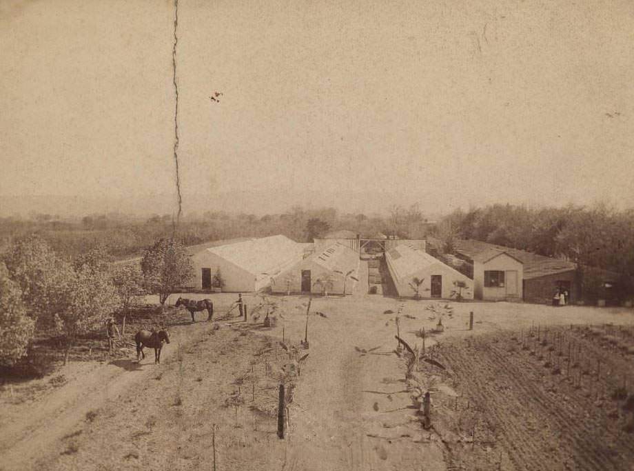 California Nursery at Niles, 1888