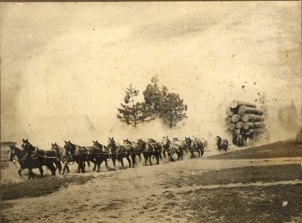 Horse train hauling logs near Mt. Shasta, 1898