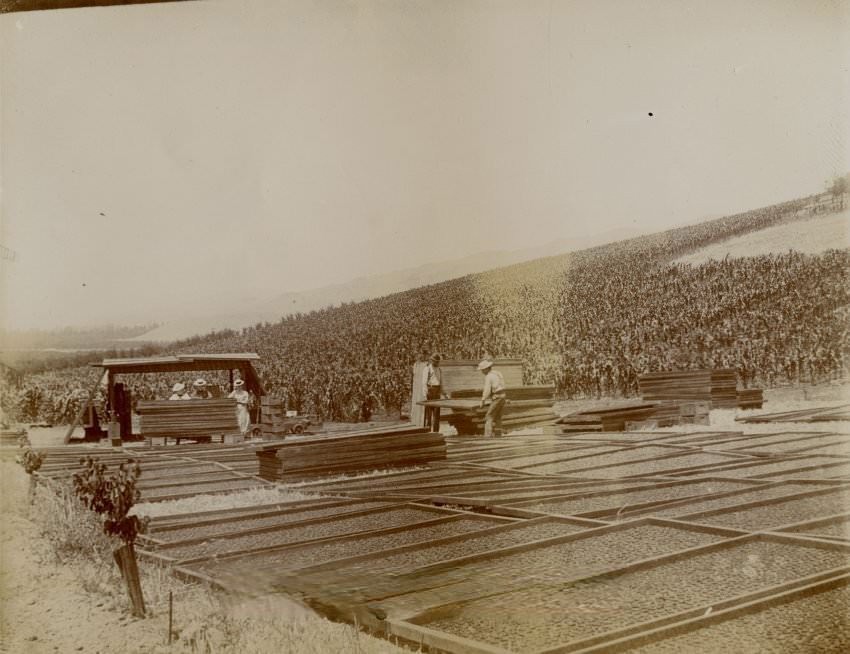 Apricots in drying trays in Evergreen fields, 1910