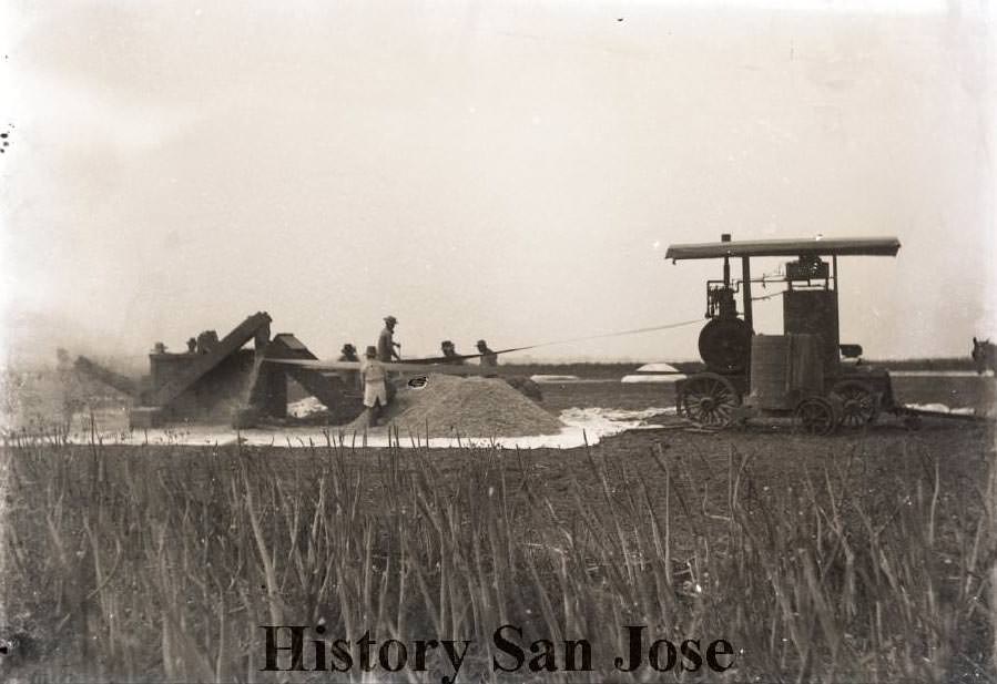 Grain harvesting operation, 1890s