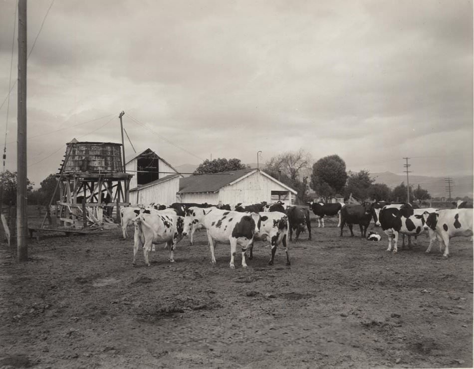 Dairy cattle in field next to dairy buildings near Bayshore Highway, 1930s