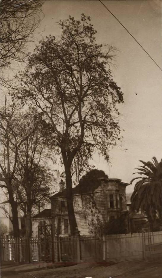 Tree Marking Site of First Pueblo on Hobson Street, 1915