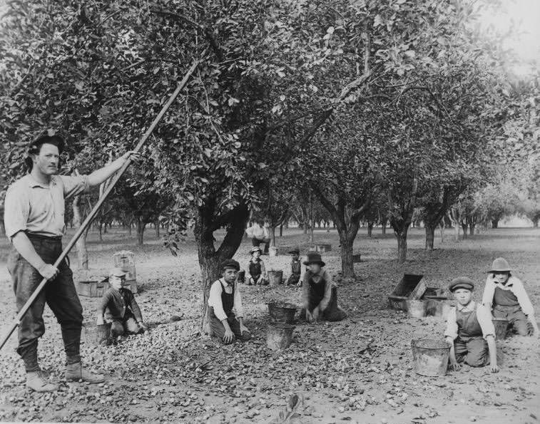 Children harvesting prunes, 1930