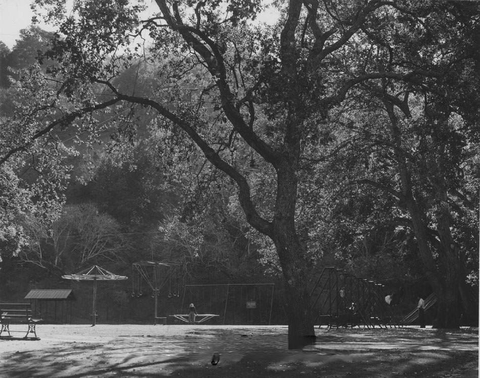 Large oak tree at Alum Rock Park, San Jose, 1940