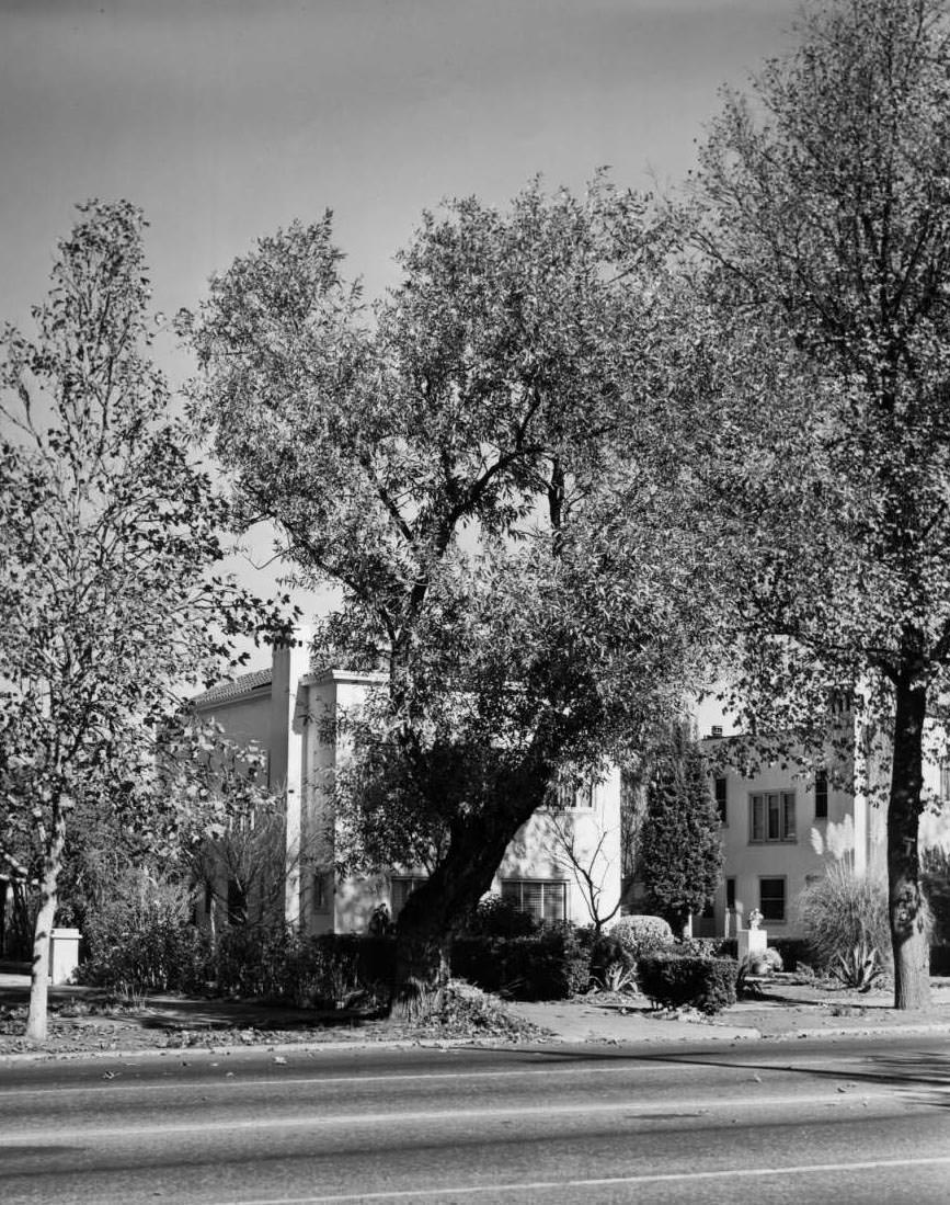 Tree on The Alameda, 1947