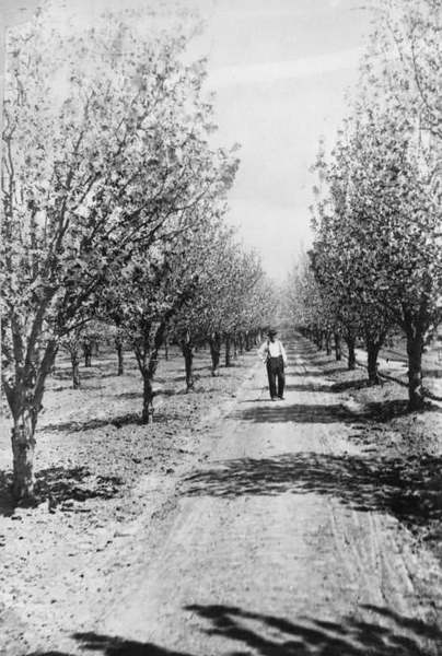 Wm. Geiger's Orchard, Willow Street & Cherry Avenue, 1880