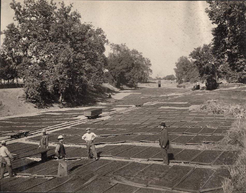 Drying grounds of Prof. Childs showing the partial crop of prunes of a farm, 1903