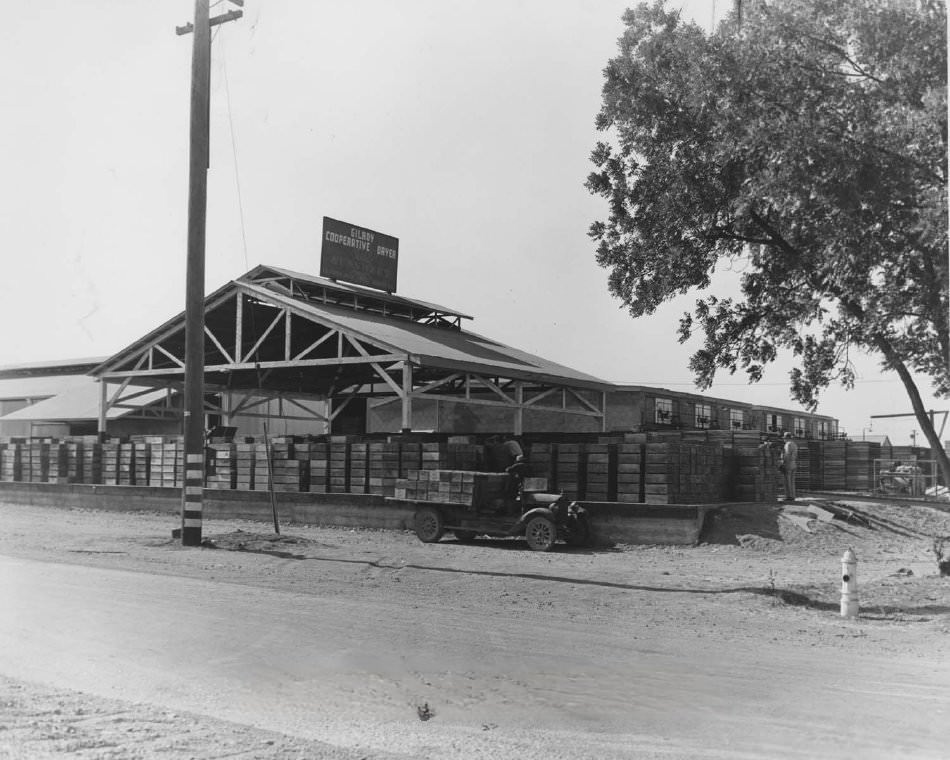 Gilroy Cooperative Dryer with Boxes being unloaded, 1946