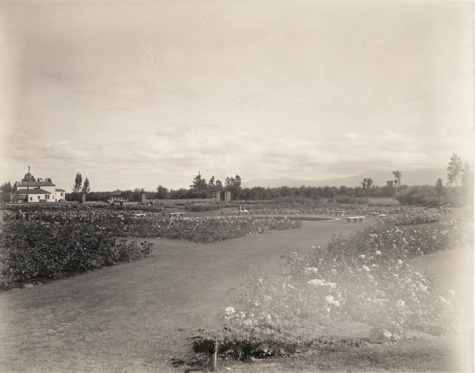 Municipal Rose Garden, San Jose, 1930s