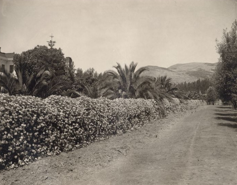Geranium-covered fence. La Palmera Rancho, 1911