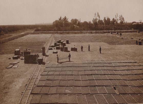 Fruit Drying at Dutard Ranch, 1910