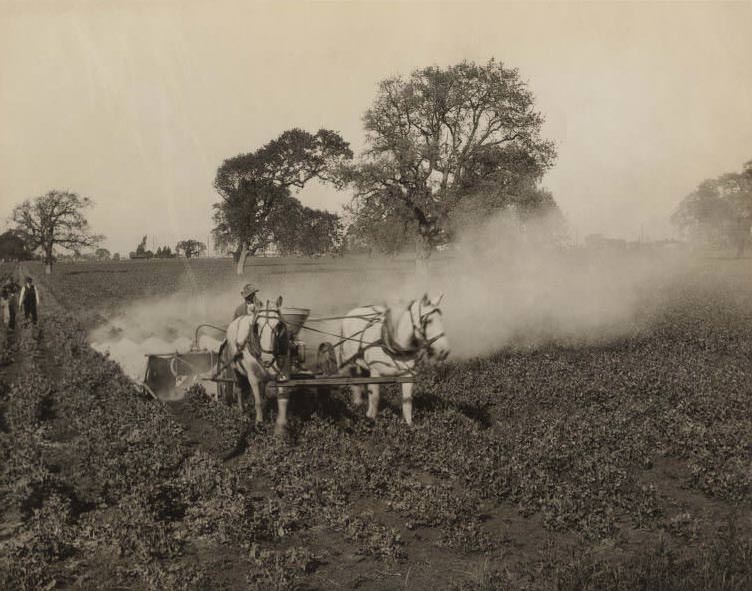 Horse Drawn Crop Sprayer, 1910