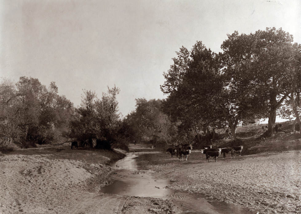 Cattle graze by a stream on the Dunne Ranch near Gilroy, 1895